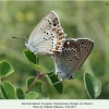 satyrium ledereri rustavi copula4